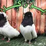 جوز سوداني اسود مستوى Top