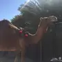 خلفه حمراء تحتها بكره