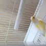 انثى كناري
