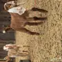 شاه مصرية صنف بعيالها