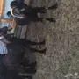 تيس للبيع 