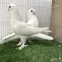 جوز تركي 