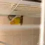 3 اجواز روز للبيع