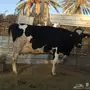 بقره سويسريه اصل معها بنتها 