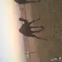 مفروده طيبه 