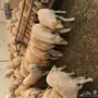 طليان ورخال حريات للبيع 