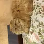 قطط للتبني مع بعض 