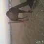 بكره قصب 