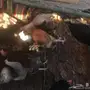 دجاج بلدي 