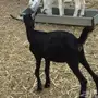 جفره بيشيه عمره 3 أشهر ونص حقت ثلاجه 