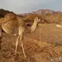 قعود حر من العيار الثقيل. 