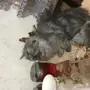قط صغيره