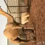 خلفه طيبه للبيع