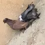 زوج امريكي تركيب جديد 