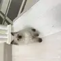 قطط هملايا للبيع