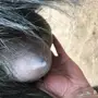 معزا حليب مصريه 