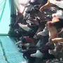 دجاج عمره سنه 50 حبه