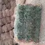 برسيم صافي مخزن للبيع