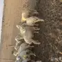 بهم لبنيه حريه لبيع 