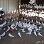 للبيع حمام هندي صحتهن ممتازه