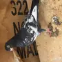 ذكر رام بوري توب