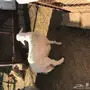 رخل للبيع 