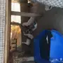 بط ودجاج