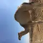 حاشي طيب للبيع