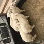 5 طليان حريه و 4 جفار عوارض