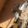 حمام باكستاني 