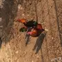 ديوك بلدي 