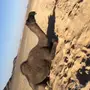لقحة  كفو 
