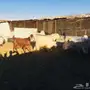 معزا لللبيع