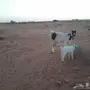 عنز والد معها جفرة بيضاء والحليب وافر ماعز مع