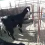 عنز حليب وافر واجد ماعز معزا 