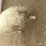 خروف جذع للبيع