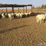 طليان حريه للبيع الموقع القنفذه