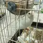 إناث كناري ابيض بيور