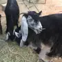 للبيع غنم معزاء ببريده 