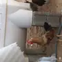 دجاج بياض