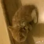 قطه امريكيه شيرازيه للبيع عمرها 3 شهور