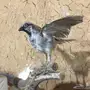 طيور محنطه 