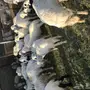 غنم حرش للبيع 70 