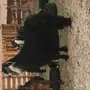 الدوادمي تيس عارضي معرف ولد ابو راس من تيوس ا