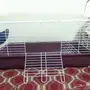 أغراض قطط للبيع على السوم