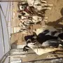 معزا متابيع للبيع