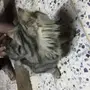 قطة للبيع