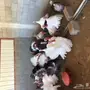 ذكور رومي طيبات 
