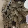 سمان كريمي منتج
