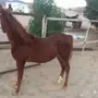 مهر شعبي شيخ 